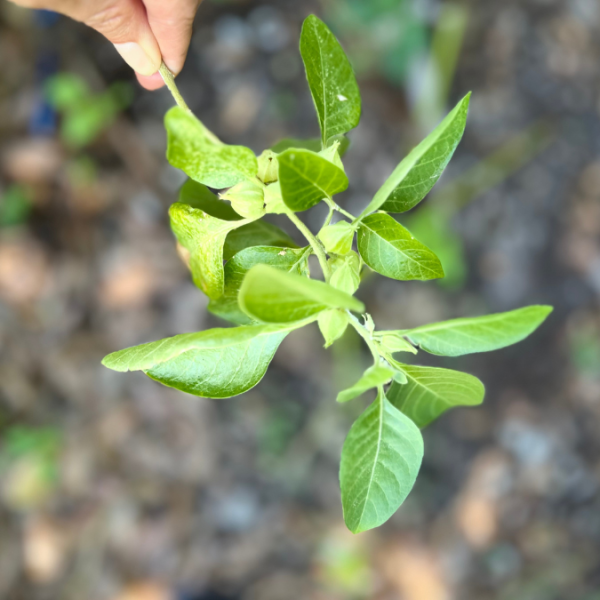 Ashwagandha
