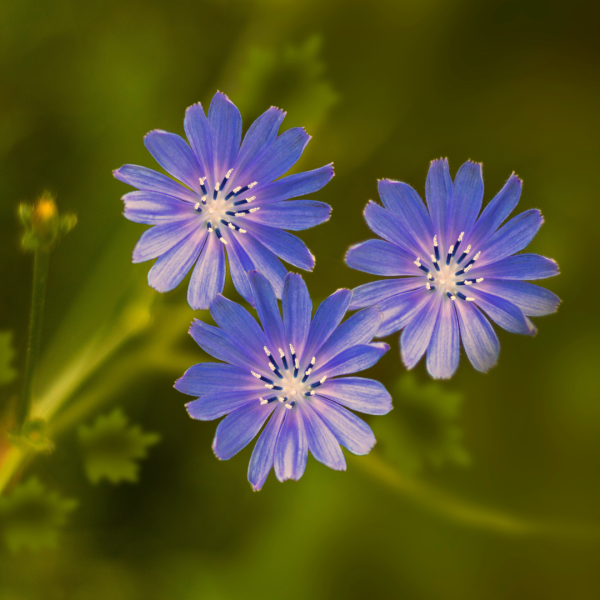 CHICORY ROOT